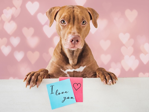 Lief mooi puppy van bruine kleur wenskaart met handgeschreven notities en tekeningen close-up indoor Studio foto gefeliciteerd voor familie dierbaren vrienden en collega's huisdier zorg concept