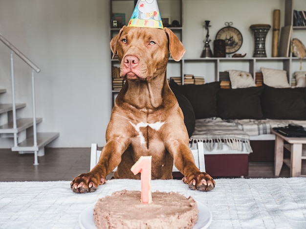 Lief, mooi puppy van chocoladekleur