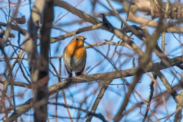 Lief vogeltje, Roodborst, Roodborst op een tak