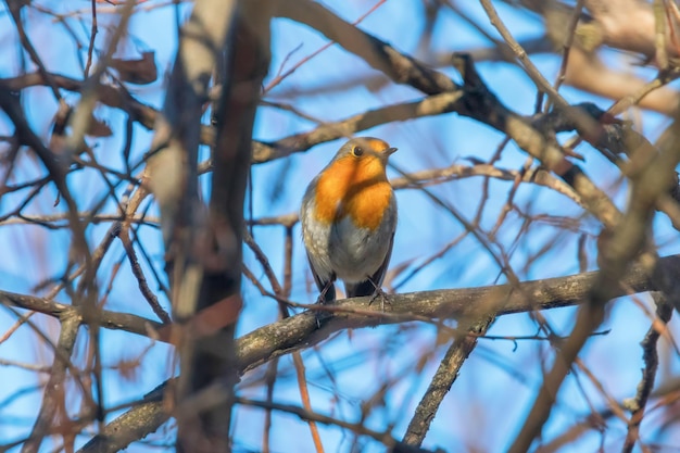 Lief vogeltje, Roodborst, Roodborst op een tak