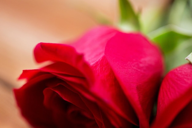 liefde, datum, romantiek, valentijnsdag en feestdagen concept - close-up van rood roze bloemen