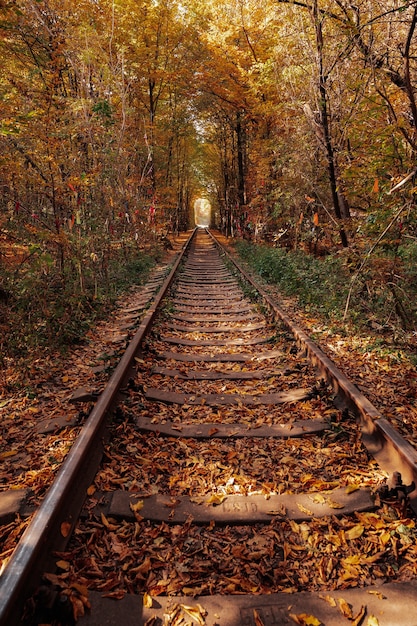 Liefde tunnel in de herfst. een spoorlijn in het lentebos