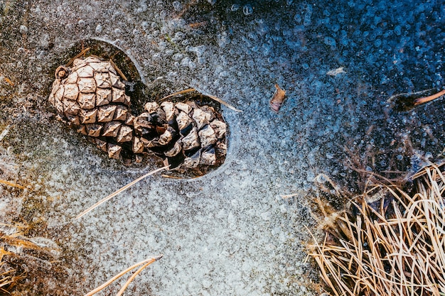 Liefde voor dennenappels - natuur