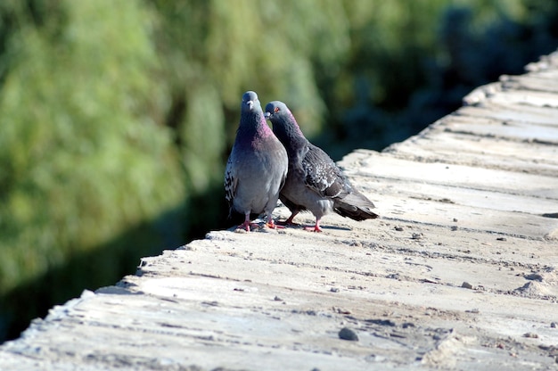 Foto liefdesspel van twee duiven op een borstwering