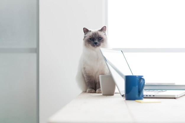 Liefdevolle zachte kat zit op het bureaublad naast een laptop en kijkt naar camera huisdier leven concept