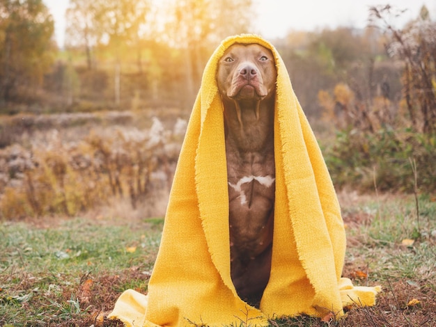 Lieve hond die op het gras zit Herfst