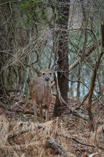 Foto lieve in het bos