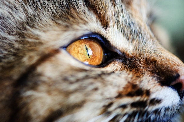 Lieve kat erg speels met gele ogen