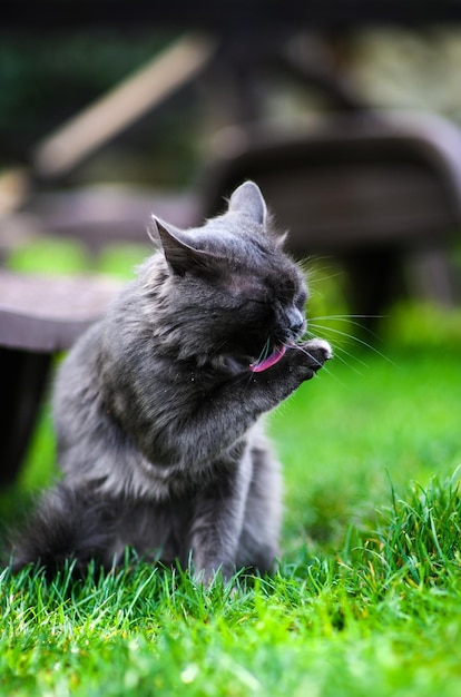 Lieve kat op groen gras