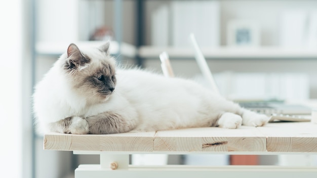 Lieve kat op het bureaublad