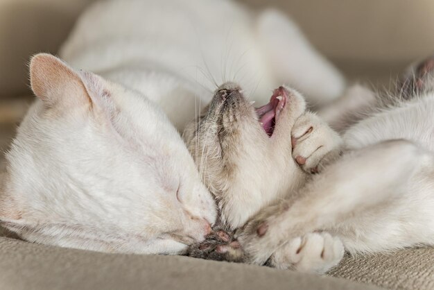 Lieve kittens die een speels broertje en zusje vechten op een beige stoffen bank