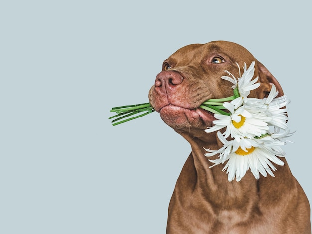 Lieve mooie bruine puppy en heldere bloemen