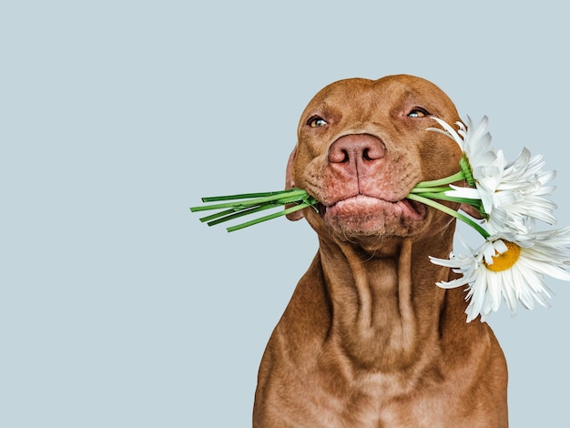 Foto lieve mooie bruine puppy en heldere bloemen