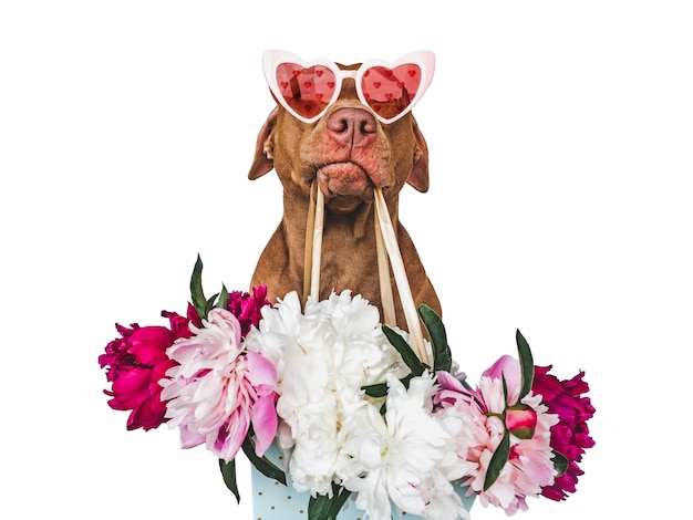 Lieve mooie bruine puppy en heldere bloemen