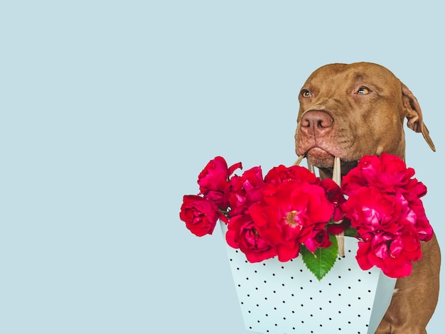 Lieve mooie bruine puppy en heldere bloemen