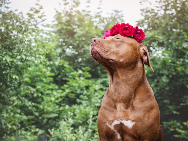 Lieve mooie bruine puppy en heldere bloemen