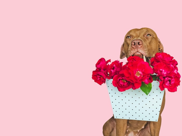 Lieve mooie bruine puppy en heldere bloemen