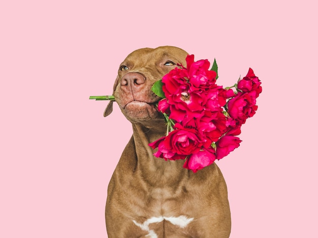 Lieve mooie bruine puppy en heldere bloemen