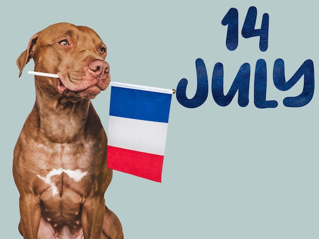 Lieve mooie hond en franse vlag close-up