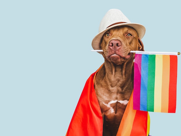 Lieve mooie hond en regenboogvlag close-up