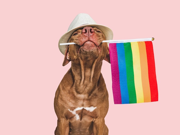 Lieve mooie hond en regenboogvlag close-up