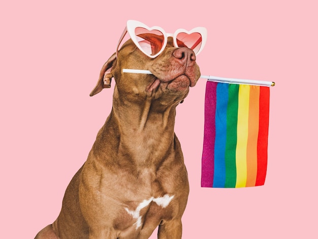 Lieve mooie hond en regenboogvlag close-up