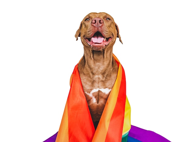 Lieve mooie hond en regenboogvlag close-up