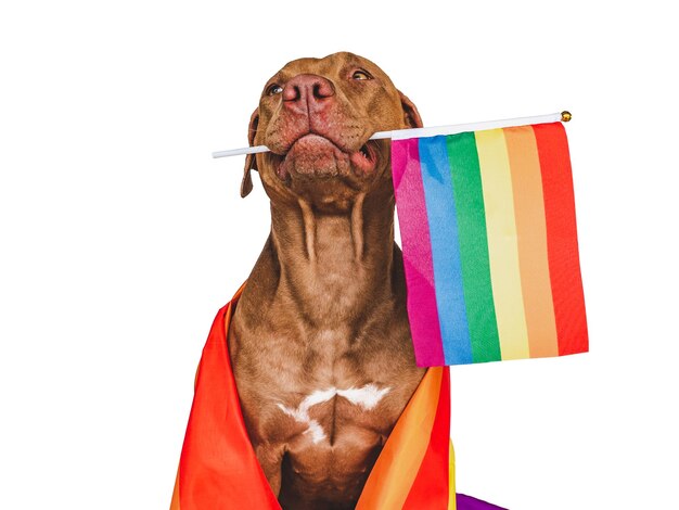 Lieve mooie hond en regenboogvlag close-up