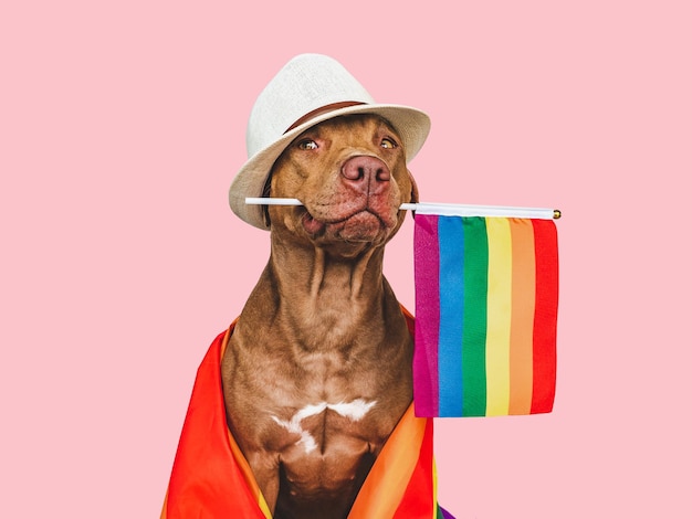 Lieve mooie hond en regenboogvlag close-up