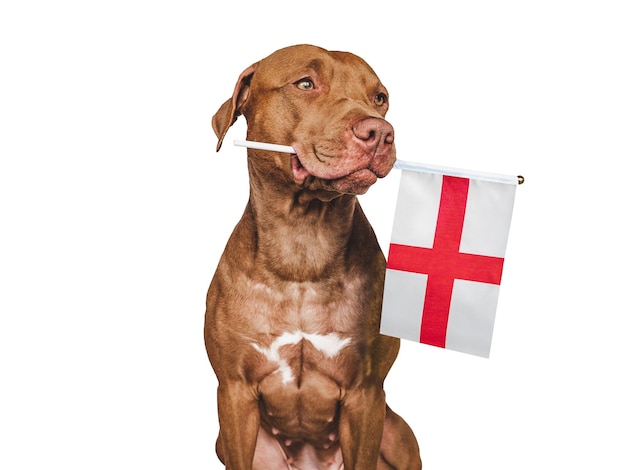 Lieve mooie hond en vlag van engeland