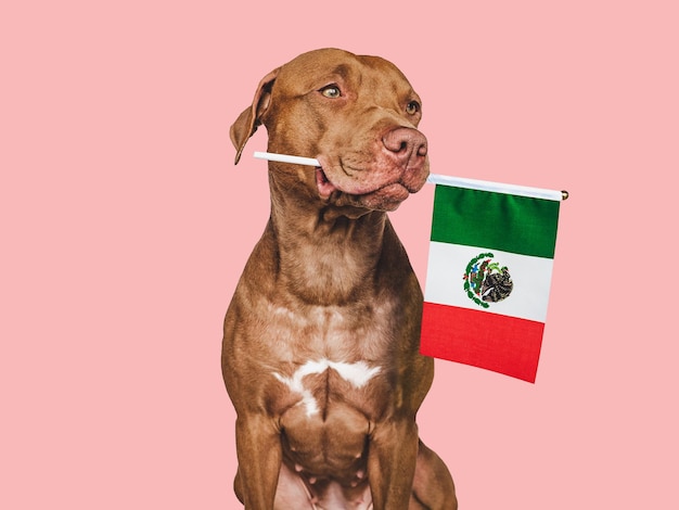 Lieve mooie hond en vlag van Mexico