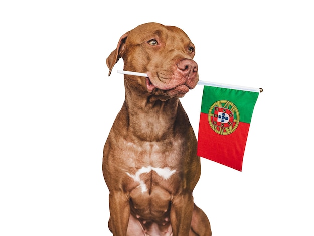 Lieve mooie hond en vlag van Portugal