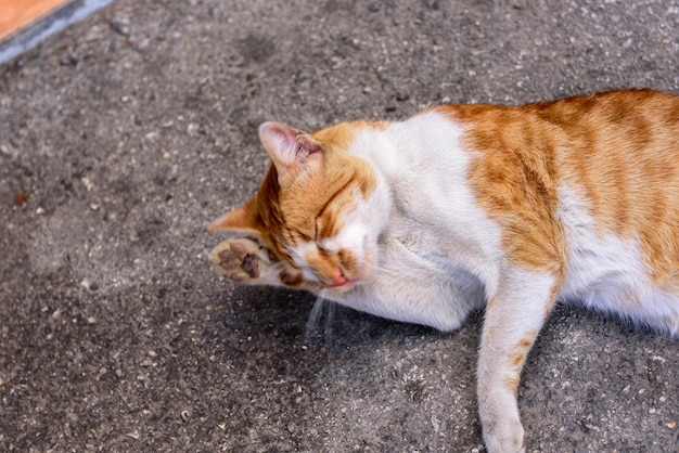 Lieve, mooie kat die koelt en ligt op asfaltstraatgrond in Griekenland