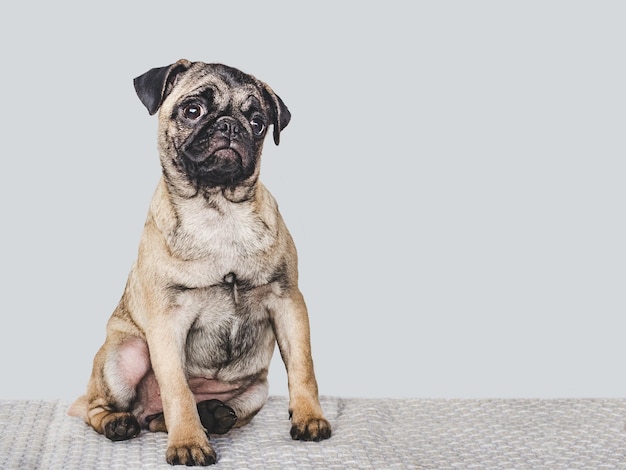 Lieve mooie puppy close-up binnenshuis studio foto