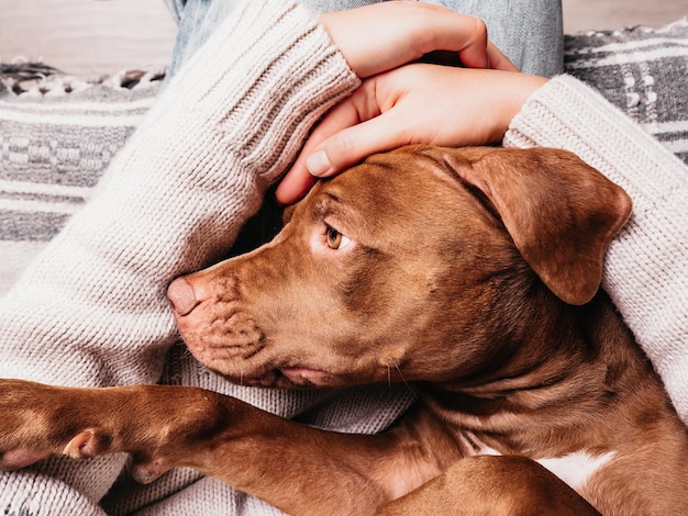 Lieve, mooie puppy van chocoladekleur en zorgzame eigenaar