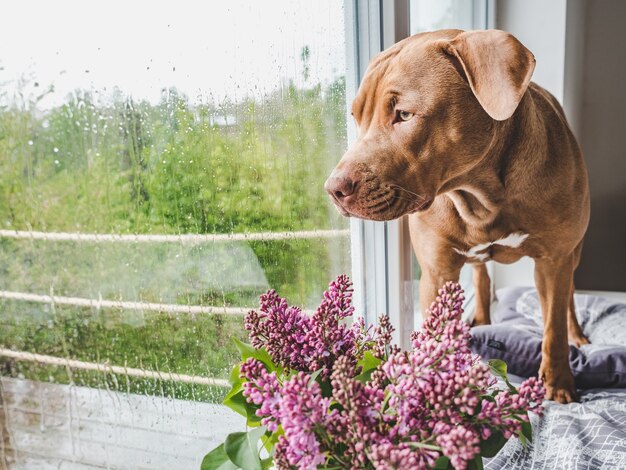 Lieve, mooie puppy van chocoladekleur.