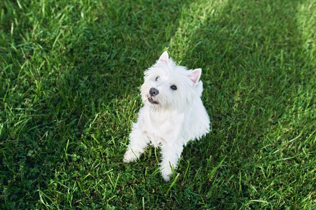 Foto lieve westelijke hoogland witte terrier lopen in de tuin op het groene gras in zonnige herfst weer