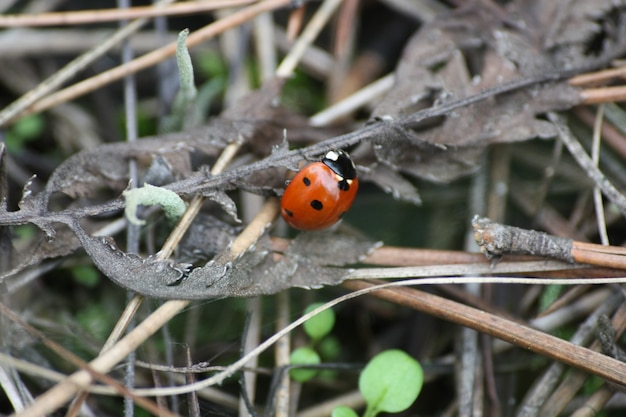 Lieveheersbeestje close-up op een tak