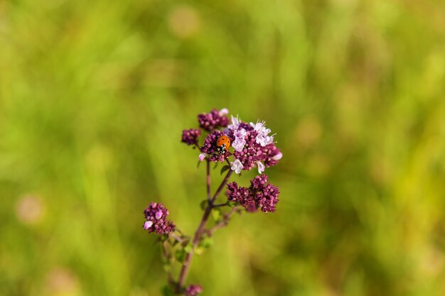 Lieveheersbeestje en bloem op een groene achtergrond. lieveheersbeestje op een violette bloem