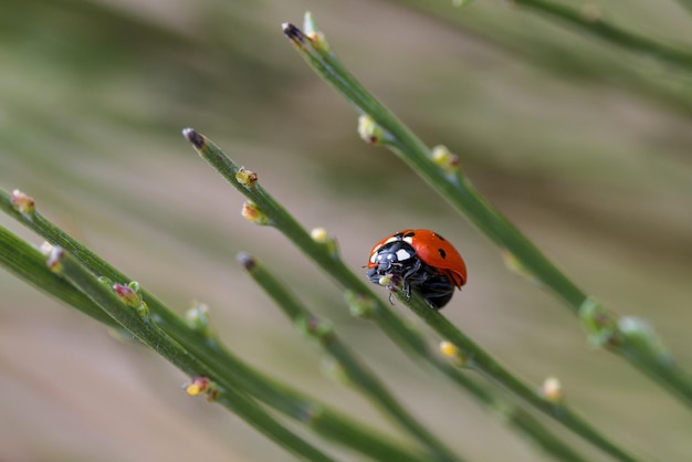 Lieveheersbeestje in zijn natuurlijke omgeving