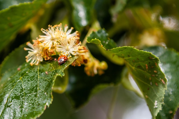 Lieveheersbeestje kruipt op een blad van een lindeboom