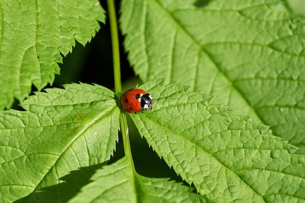 Lieveheersbeestje (lat. coccinellidae) vernietigt bladluizen op bladeren en redt planten van de dood.