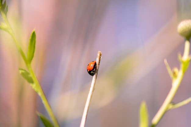 Lieveheersbeestje macro foto Lieveheersbeestje op een groene bladeren in een weide