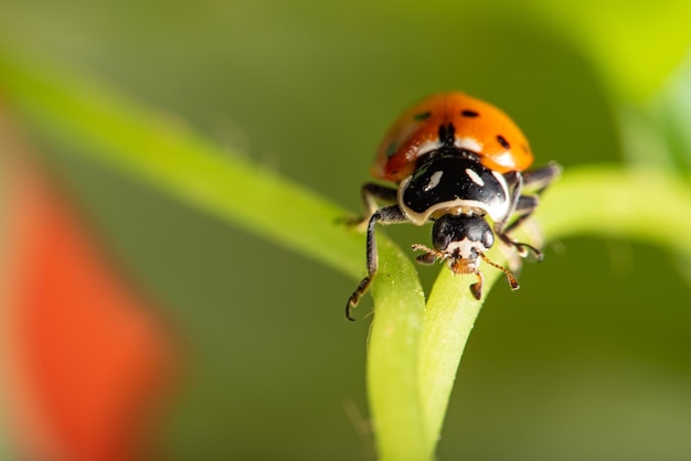 Lieveheersbeestje mooie details van een klein lieveheersbeestje gezien door een macrolens selectieve focus