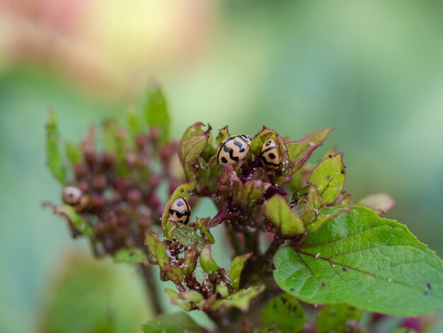 lieveheersbeestje op blad bloem natuur achtergrond