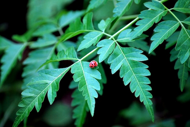 Lieveheersbeestje op blad