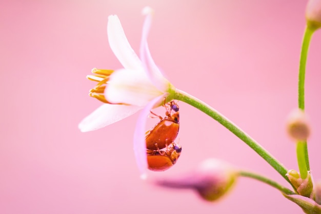 lieveheersbeestje op bloemen in tropische tuin