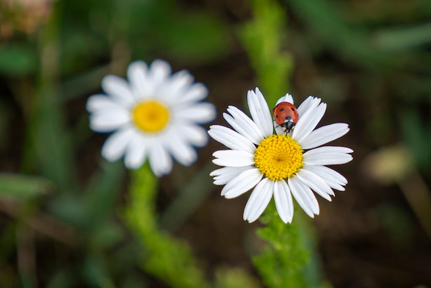 lieveheersbeestje op de bloem