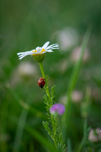 Foto lieveheersbeestje op de bloem