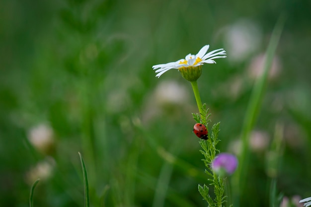 Foto lieveheersbeestje op de bloem